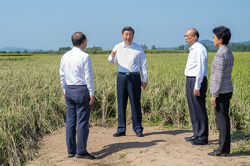 9月6日至8日，中共中央總書記、國(guó)家主席、中央軍委主席習(xí)近平在黑龍江考察。這是7日上午，習(xí)近平在遭受洪澇災(zāi)害的哈爾濱尚志市老街基鄉(xiāng)龍王廟村，察看水稻受災(zāi)情況。